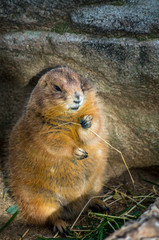 The black-tailed prairie dog (Cynomys ludovicianus) 