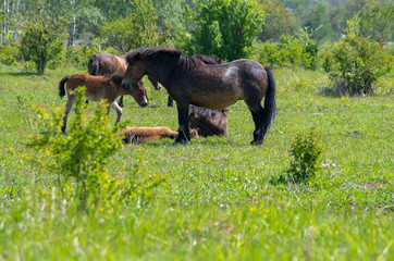 The Exmoor ponys near Milovice. A horse breed native to the British Isles, where some still roam as semi-feral livestock on Exmoor, a large area of moorland in Devon and Somerset in southwest England.