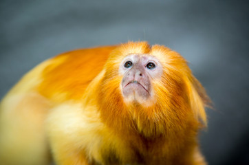 The golden lion tamarin (Leontopithecus rosalia), also known as the golden marmoset, is a small New World monkey of the family Callitrichidae.