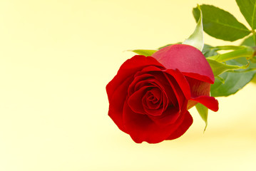 Beautiful single red rose on light yellow background. The concept of st valentine's day, Mother's Day, March 8.