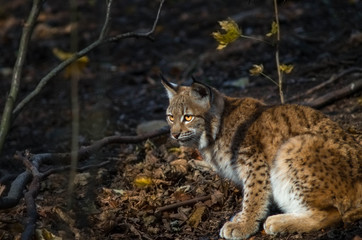 Naklejka na ściany i meble Northern lynx (Lynx lynx lynx)