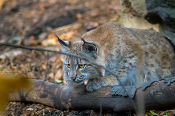 Northern lynx (Lynx lynx lynx)