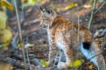 Northern lynx (Lynx lynx lynx)
