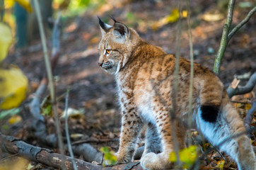 Northern lynx (Lynx lynx lynx)
