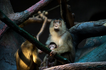 The southern pig-tailed macaque (Macaca nemestrina)