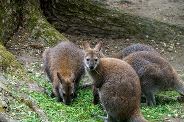Fototapeta premium Parma wallaby group eating grass