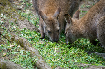 Parma wallaby group eating grass