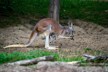 The red kangaroo (Macropus rufus) is the largest of all kangaroos, the largest terrestrial mammal native to Australia, and the largest extant marsupial.