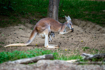 The red kangaroo (Macropus rufus) is the largest of all kangaroos, the largest terrestrial mammal native to Australia, and the largest extant marsupial.