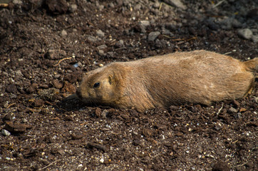 The alpine marmot (Marmota marmota) is a large ground-dwelling squirrel, from the familiy of marmots.