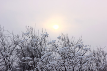 winter scene with frost-covered plants on the background of the morning sun in the fog