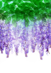 開の藤の花　木漏れ日