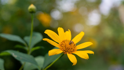 a little bee flying on beautiful yellow blossom flower in blur blackground