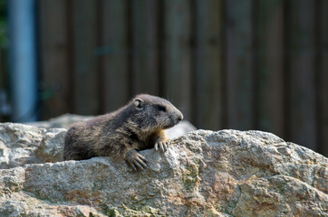 The alpine marmot (Marmota marmota) is a large ground-dwelling squirrel, from the familiy of marmots.
