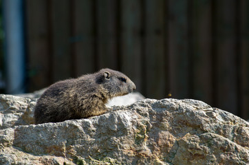 The alpine marmot (Marmota marmota) is a large ground-dwelling squirrel, from the familiy of marmots.
