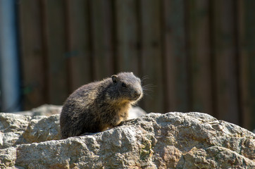 The alpine marmot (Marmota marmota) is a large ground-dwelling squirrel, from the familiy of marmots.