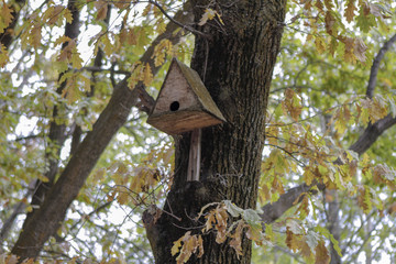 Homemade Bird House on Trees