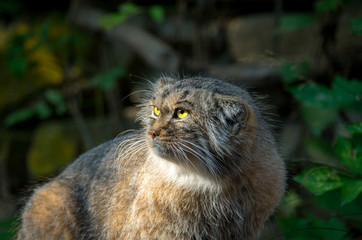 Naklejka na ściany i meble The Pallas's cat (Otocolobus manul), also called manul, is a small wild cat with a broad but fragmented distribution in the grasslands and montane steppes of Central Asia.