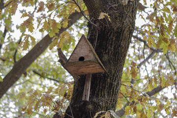 Homemade Bird House on Trees