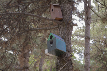 Homemade Bird House on Trees