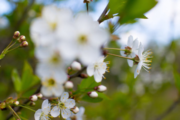 spring park with apple blossom