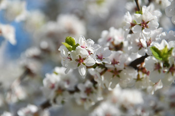 Spring background of blossoming cherry tree flowers. Selective focus