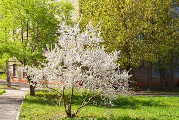 Spring background of blossoming cherry tree flowers
