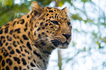 Amur leopard male