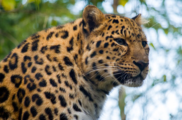 Amur leopard male