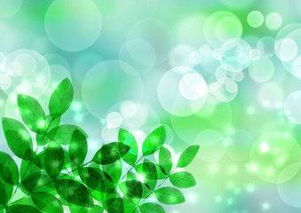 木漏れ日　新緑　空