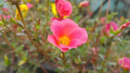 Pink Rose Moss and Yellow Rose Moss Photo in Garden Background