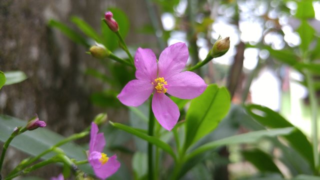 Ginseng Jawa or Talinum paniculatum Flower Photo in Garden close up