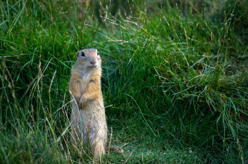 European ground squirrel (Spermophilus citellus) in his natural environment