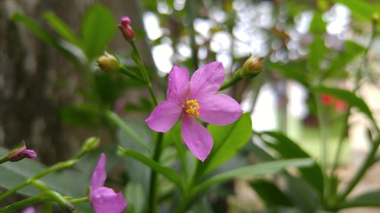 Ginseng Jawa or Talinum paniculatum Flower Photo in Garden close up