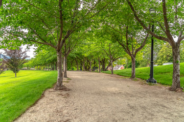 Road lined with trees benches and lamp posts at a scenic park on a cloudy day
