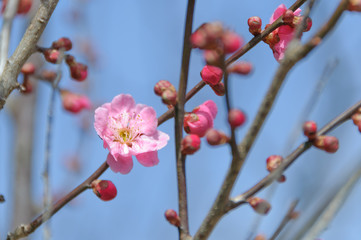 梅の花