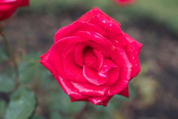 red rose with water drops