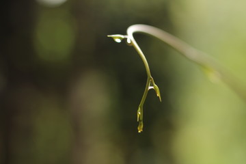 gota 