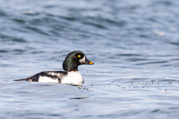 Barrow's Goldeneye Contemplating an Approaching Wave
