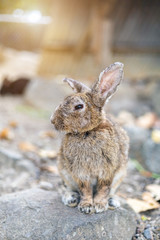 rabbit sitting on the dry grass in cage at animal farm garden background Thailand