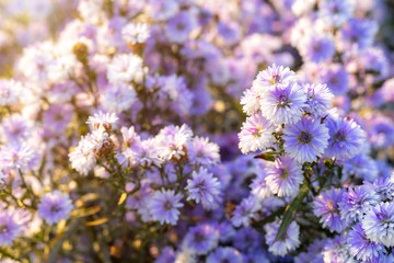 Purple Lavender and Cutter field flower in the nature garden background