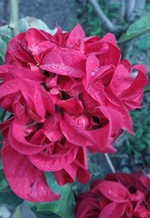 red flower in the garden