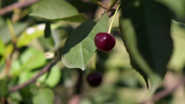 Ripe red cherry berry on a cherry tree in an organic garden.