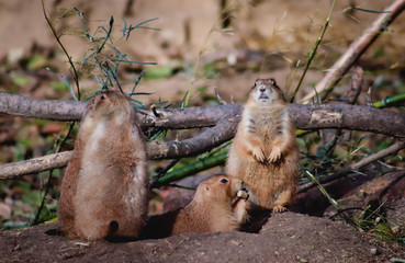 Prairie Dogs hanging out