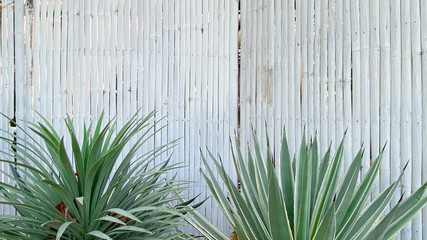 Vertical bamboo fence white painted With tropical plants below