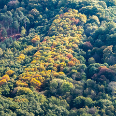 vue aérienne de la forêt de Rambouillet à l'automne dans les Yvelines en France