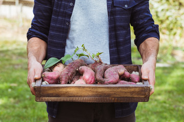 Fresh organic sweet potatoes in hands.