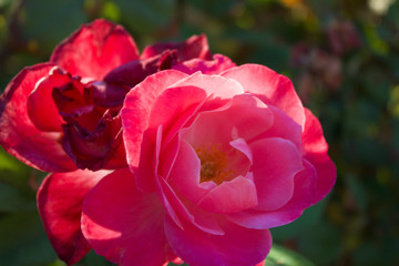 pink rose in the garden