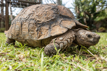 Obraz premium An old tortoise (not a turtle) slowly walking on the grass in Durban, South Africa