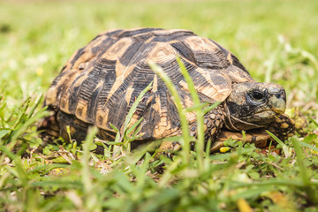 An old tortoise (not a turtle) slowly walking on the grass in Durban, South Africa